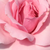 Rózsaszín - Virágágyi floribunda rózsa - Regéc